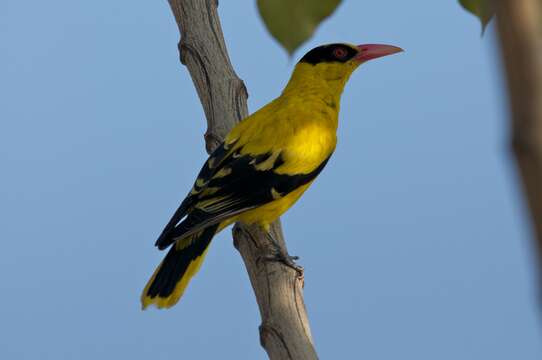 Image of Black-naped Oriole