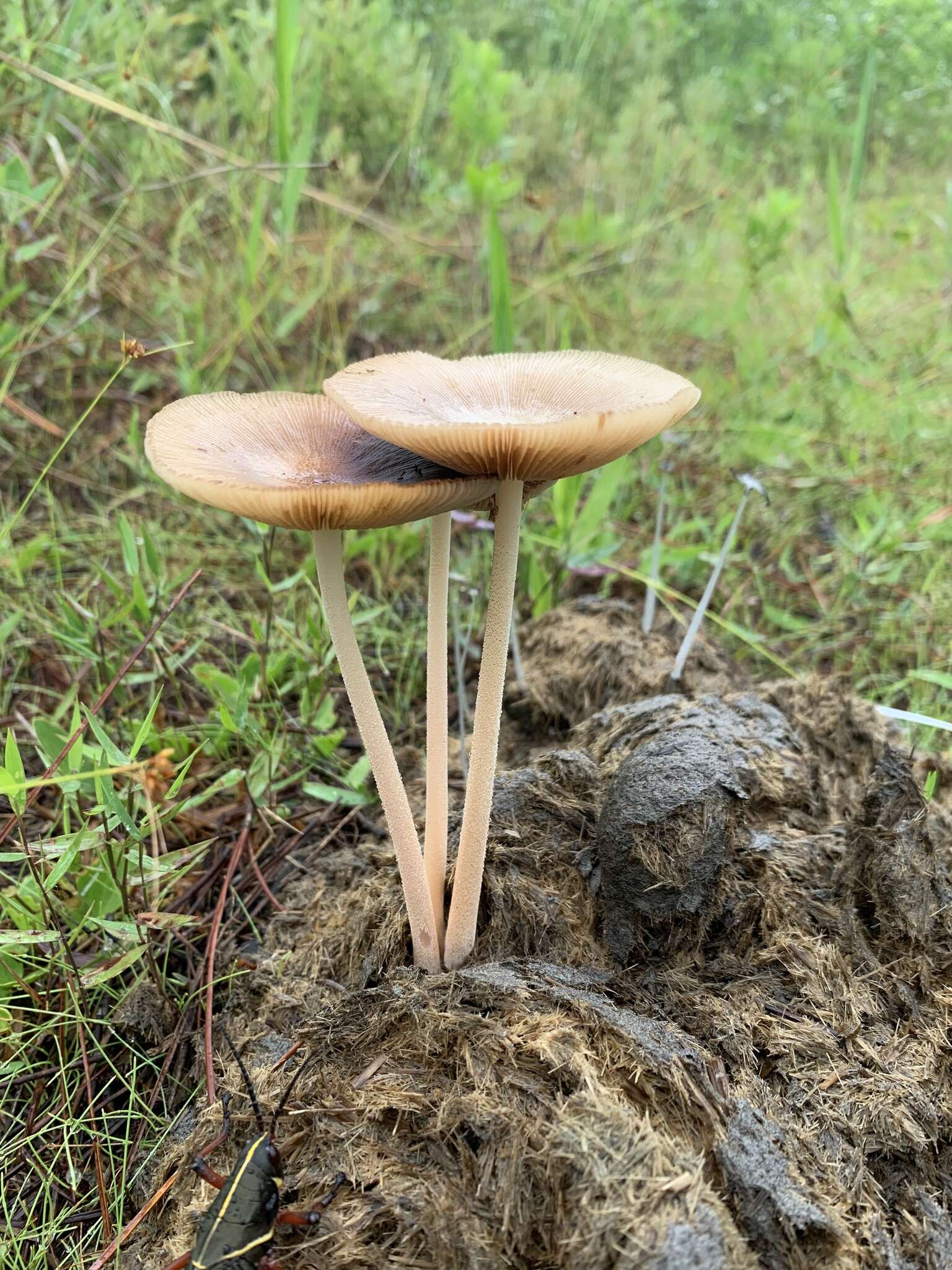 Image of Bolbitius coprophilus (Peck) Hongo 1959