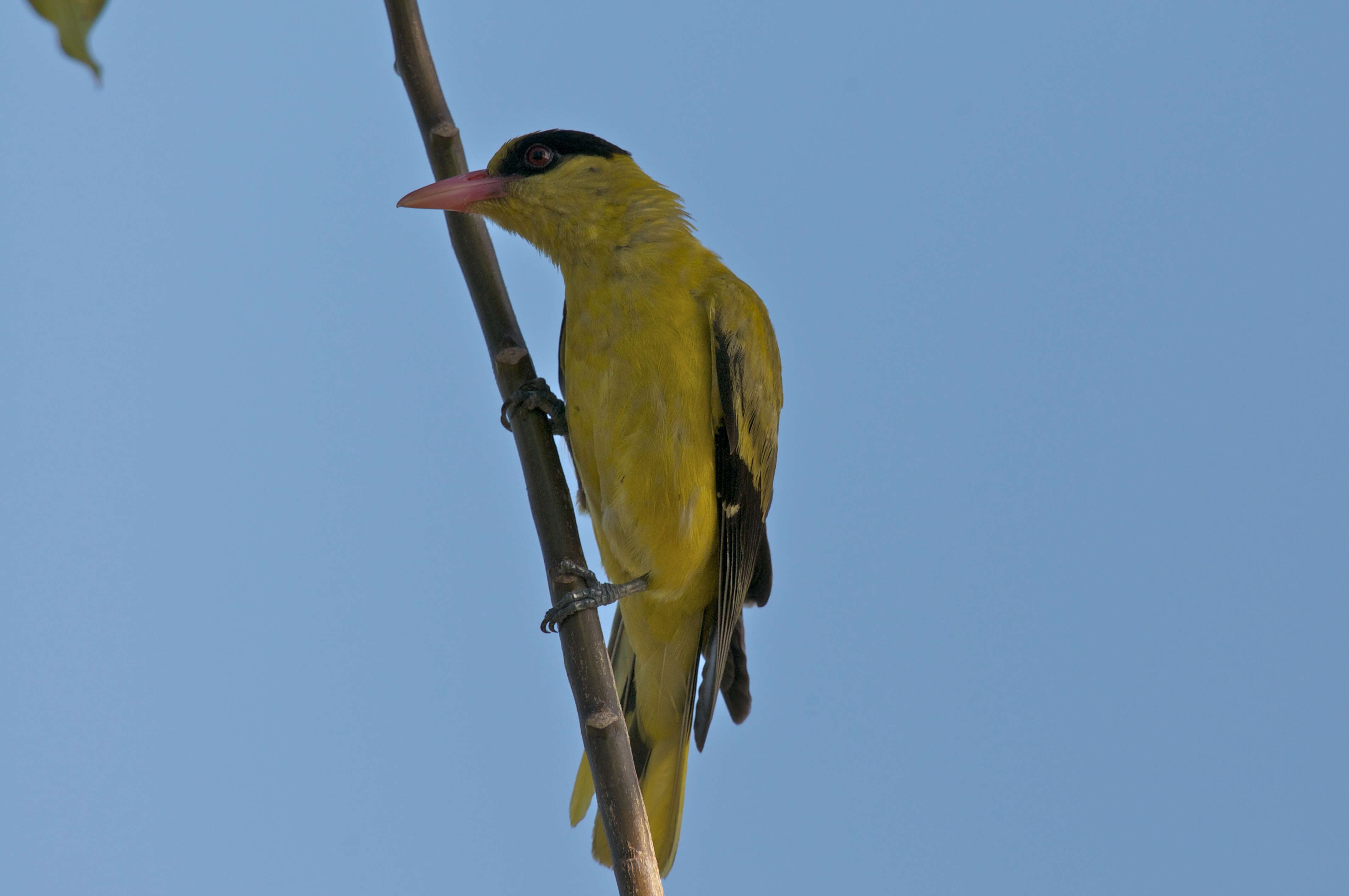 Image of Black-naped Oriole