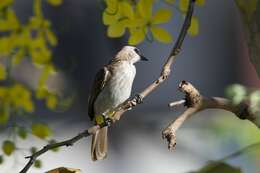 Image of Yellow-vented Bulbul