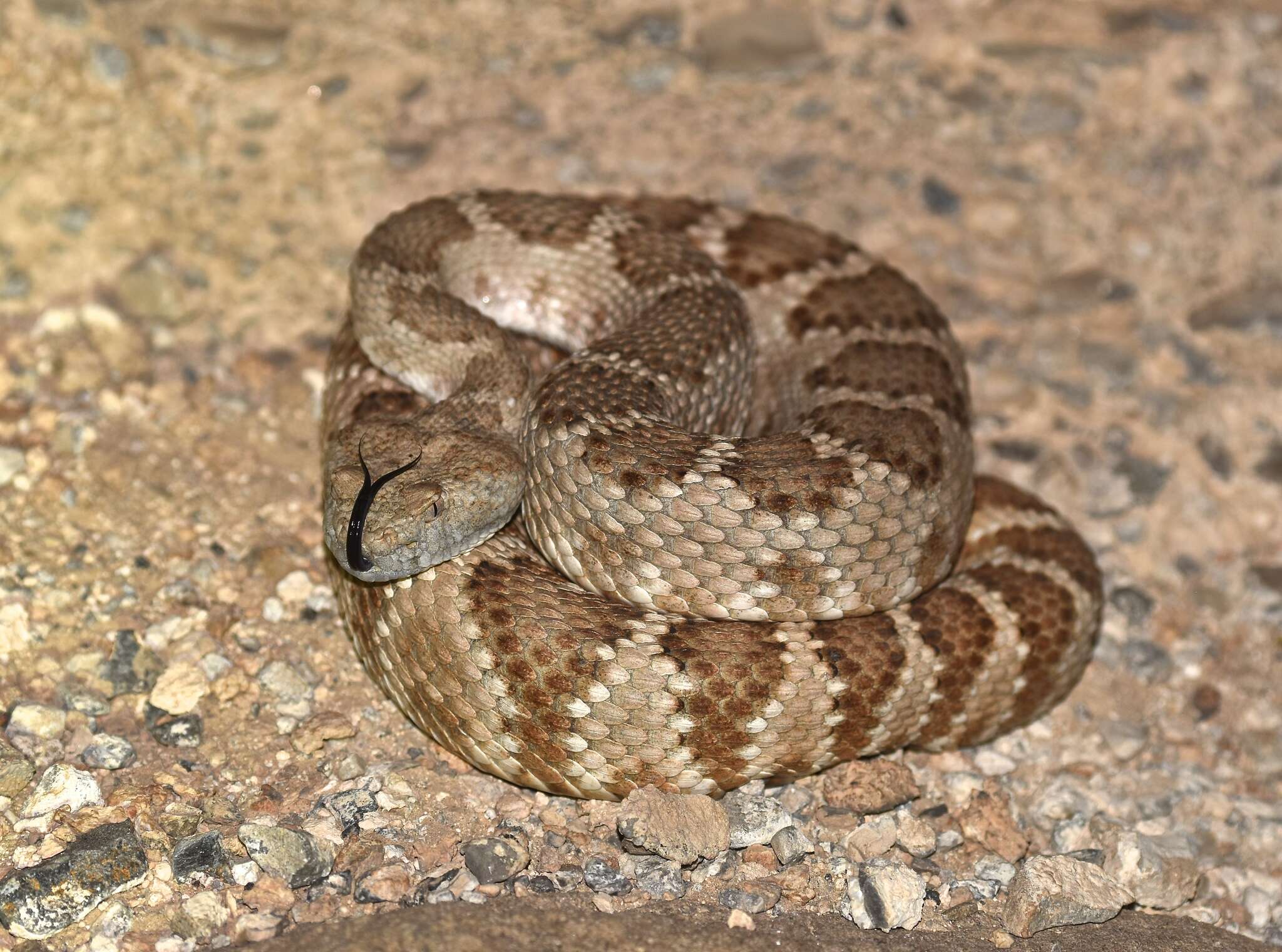 Image of Panamint Rattlesnake