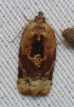 Image of Red-banded Leafroller