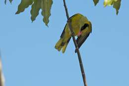 Image of Black-naped Oriole