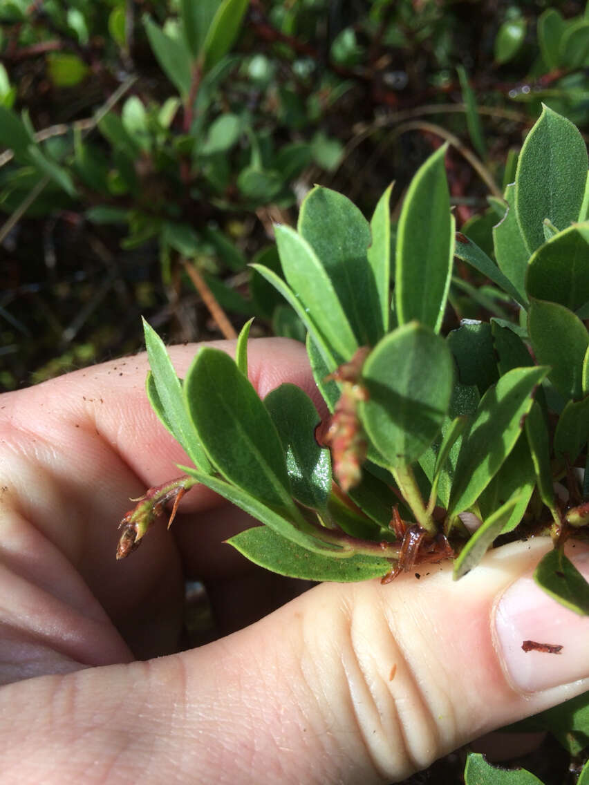 Слика од Arctostaphylos parvifolia T. J. Howell