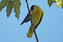 Image of Black-naped Oriole