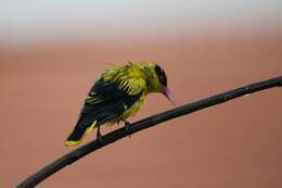 Image of Black-naped Oriole