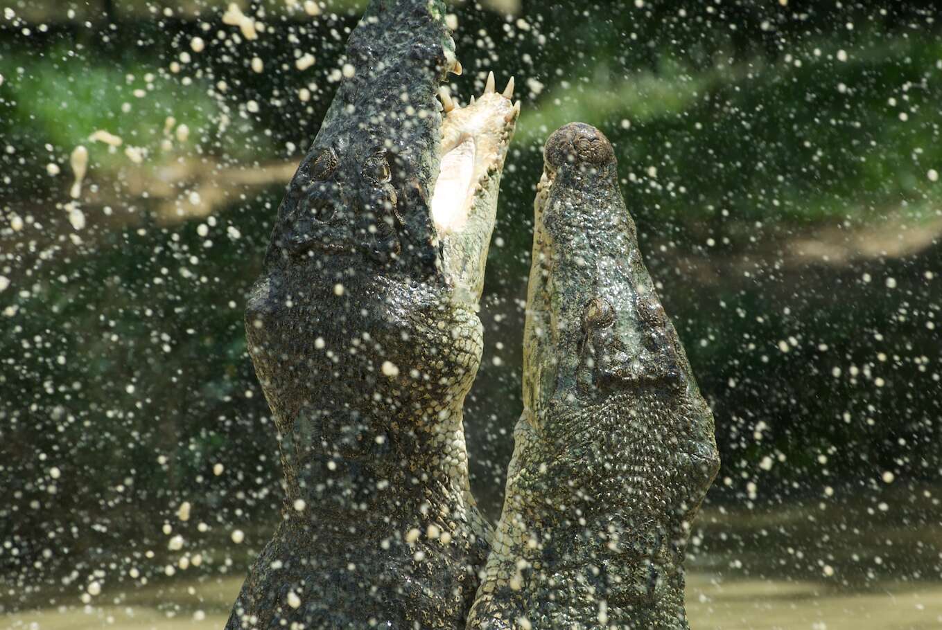 Image of Estuarine Crocodile