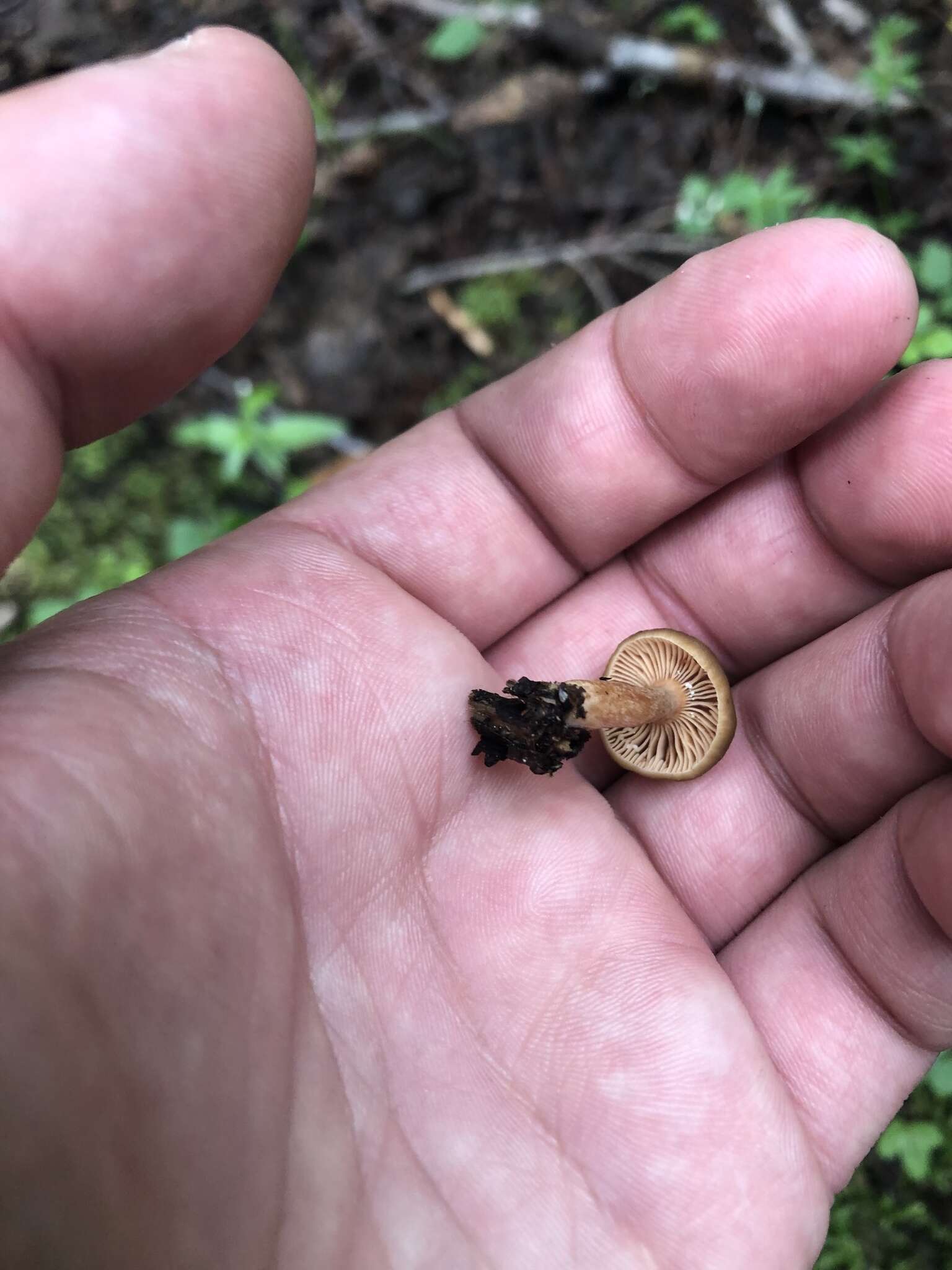 Imagem de Lactarius occidentalis A. H. Sm. 1960