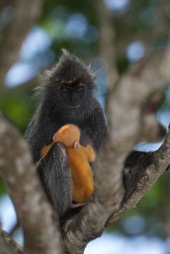 Image of Silvered Langur