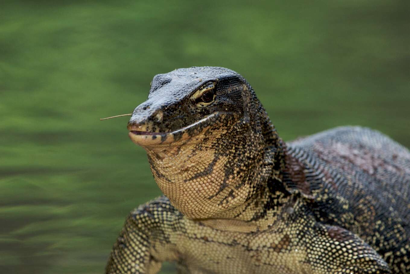 Image of monitor lizards