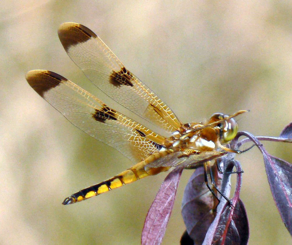 Image of Painted Skimmer