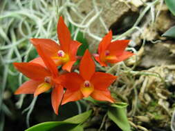 Image of Cattleya cernua (Lindl.) Van den Berg