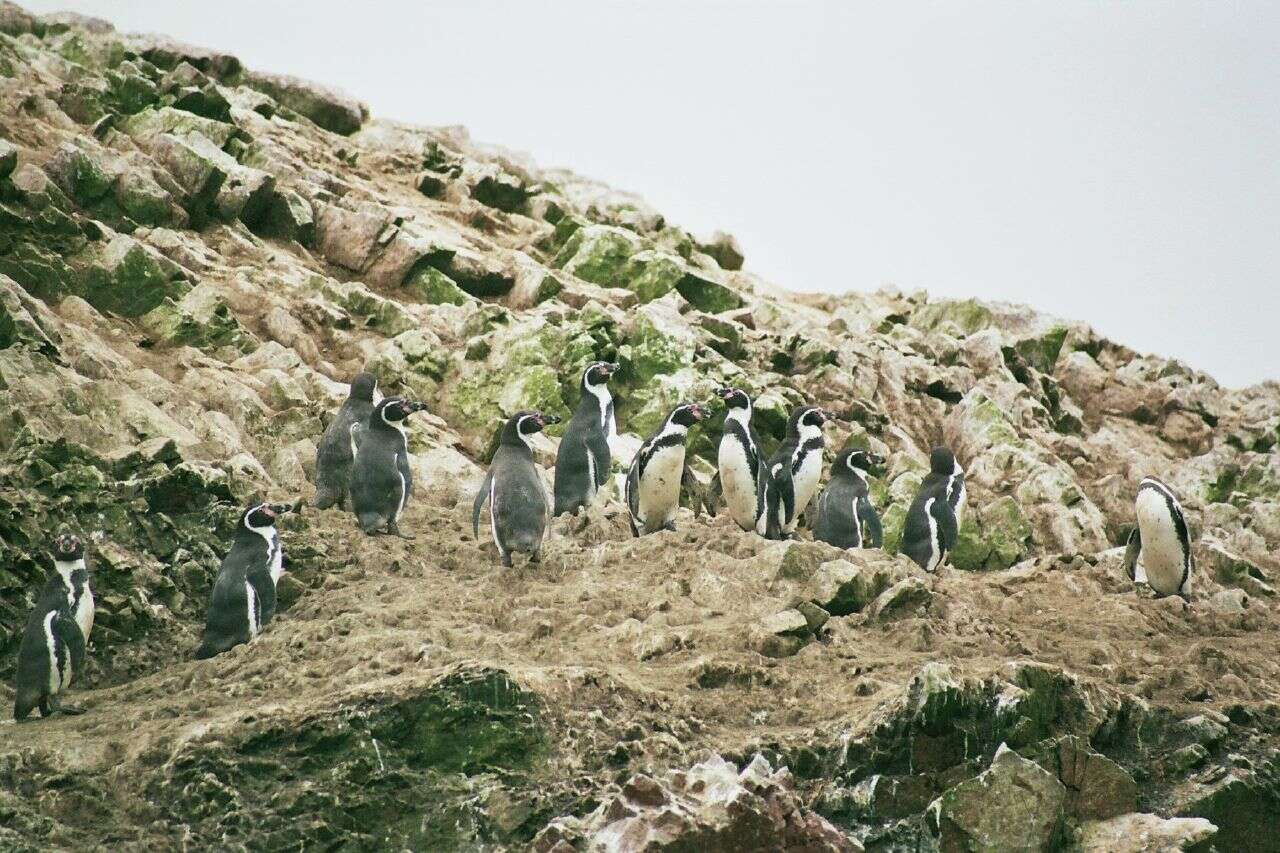 Image of Humboldt Penguin