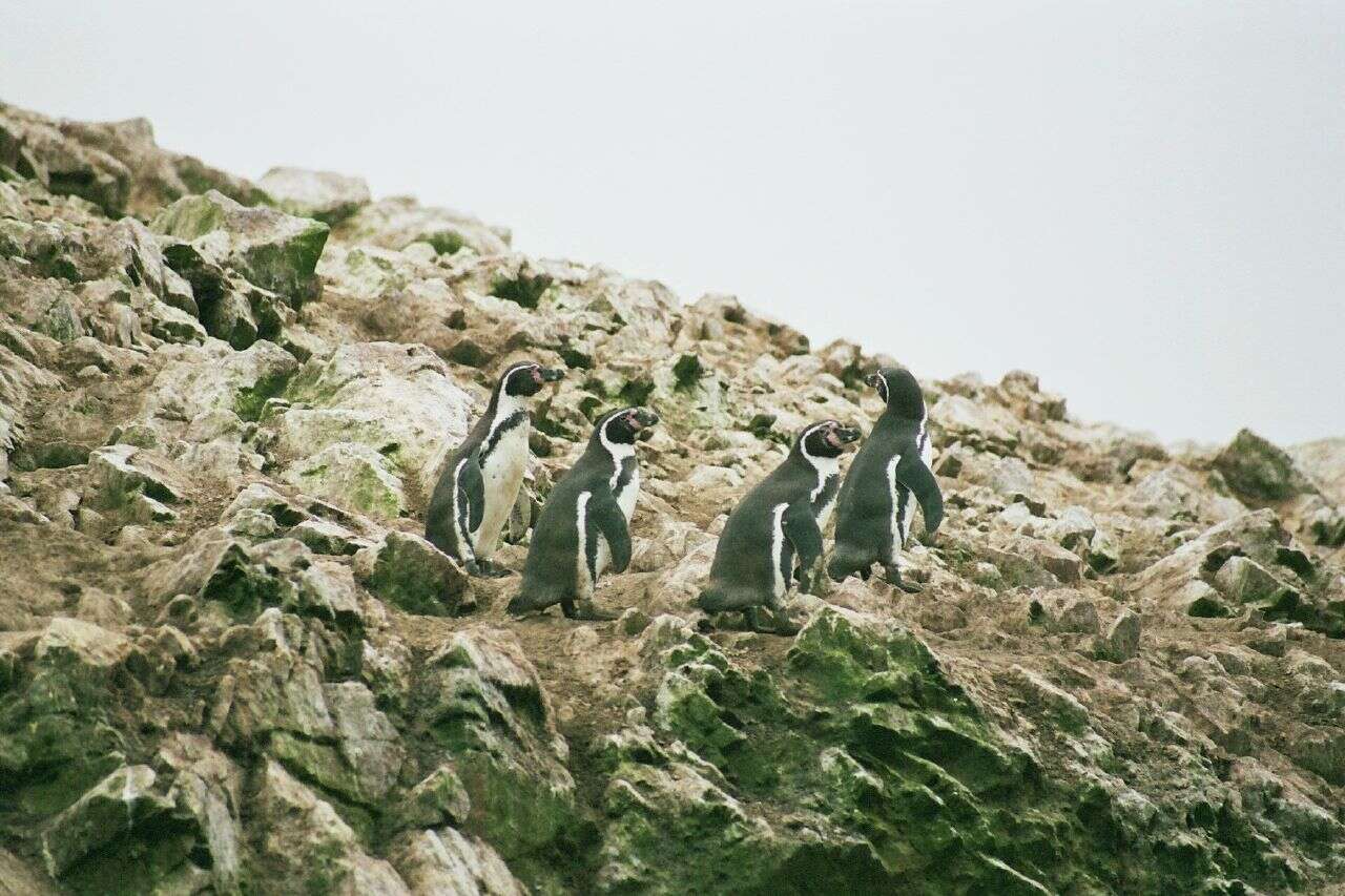 Image of Humboldt Penguin