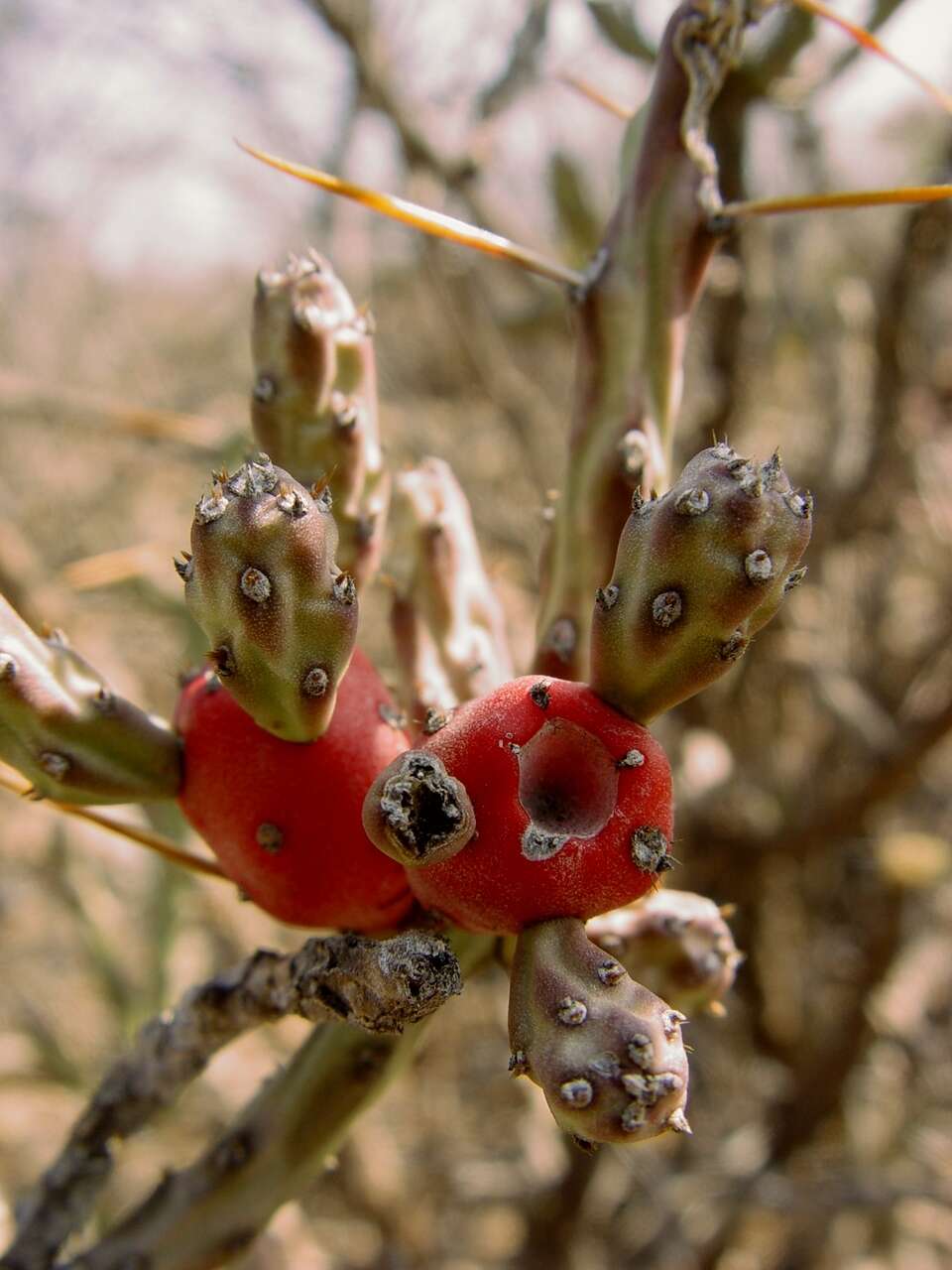 Imagem de Cylindropuntia leptocaulis (DC.) F. M. Knuth