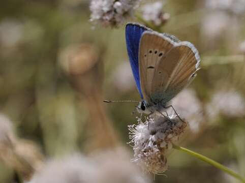 Polyommatus actis (Herrich-Schäffer (1851)) resmi