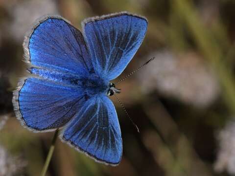 Image of Polyommatus actis (Herrich-Schäffer (1851))