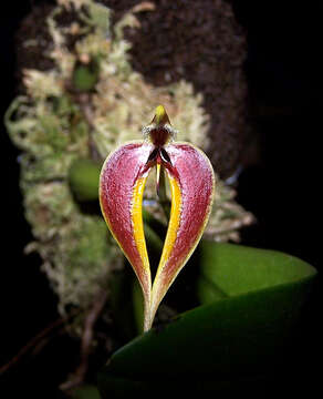 Image de Bulbophyllum maxillare (Lindl.) Rchb. fil.