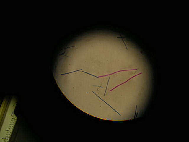 Image of Oscillatoria Vaucher ex Gomont 1892