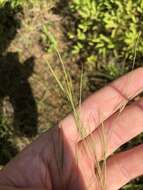 Image of puffsheath dropseed