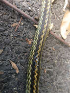 Image of Cantor's rat snake