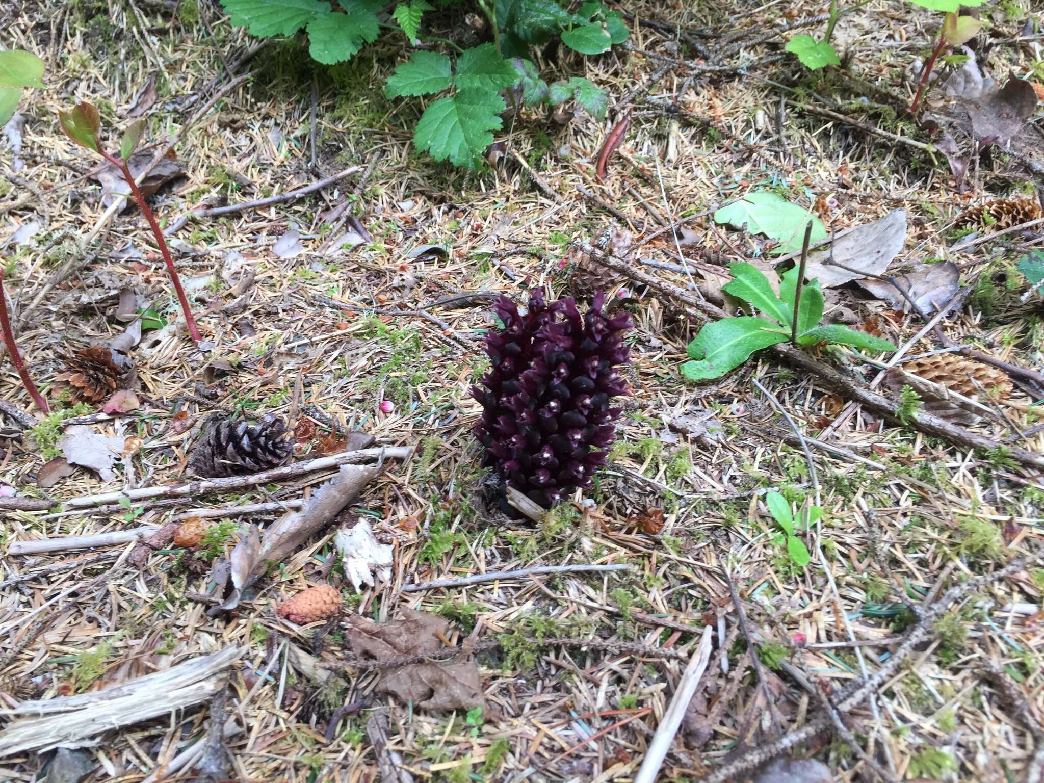 Image of Vancouver groundcone