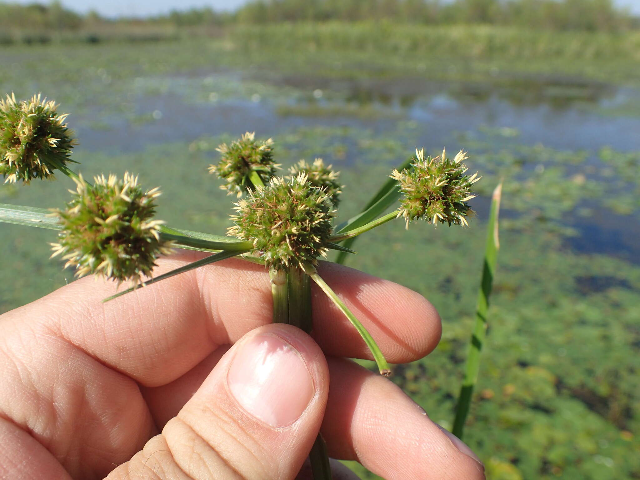 Plancia ëd Cyperus blepharoleptos Steud.