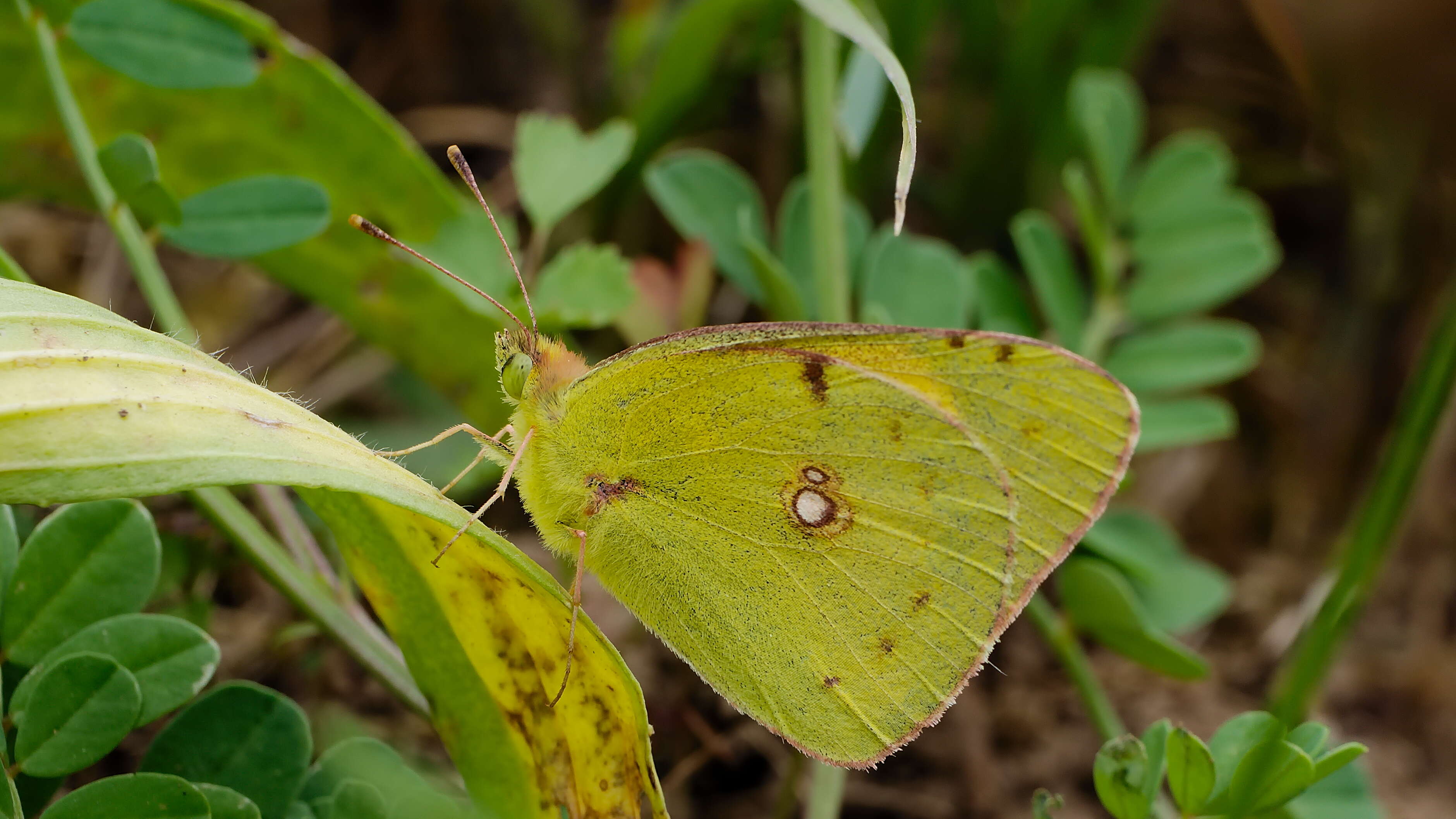 Image of clouded yellow