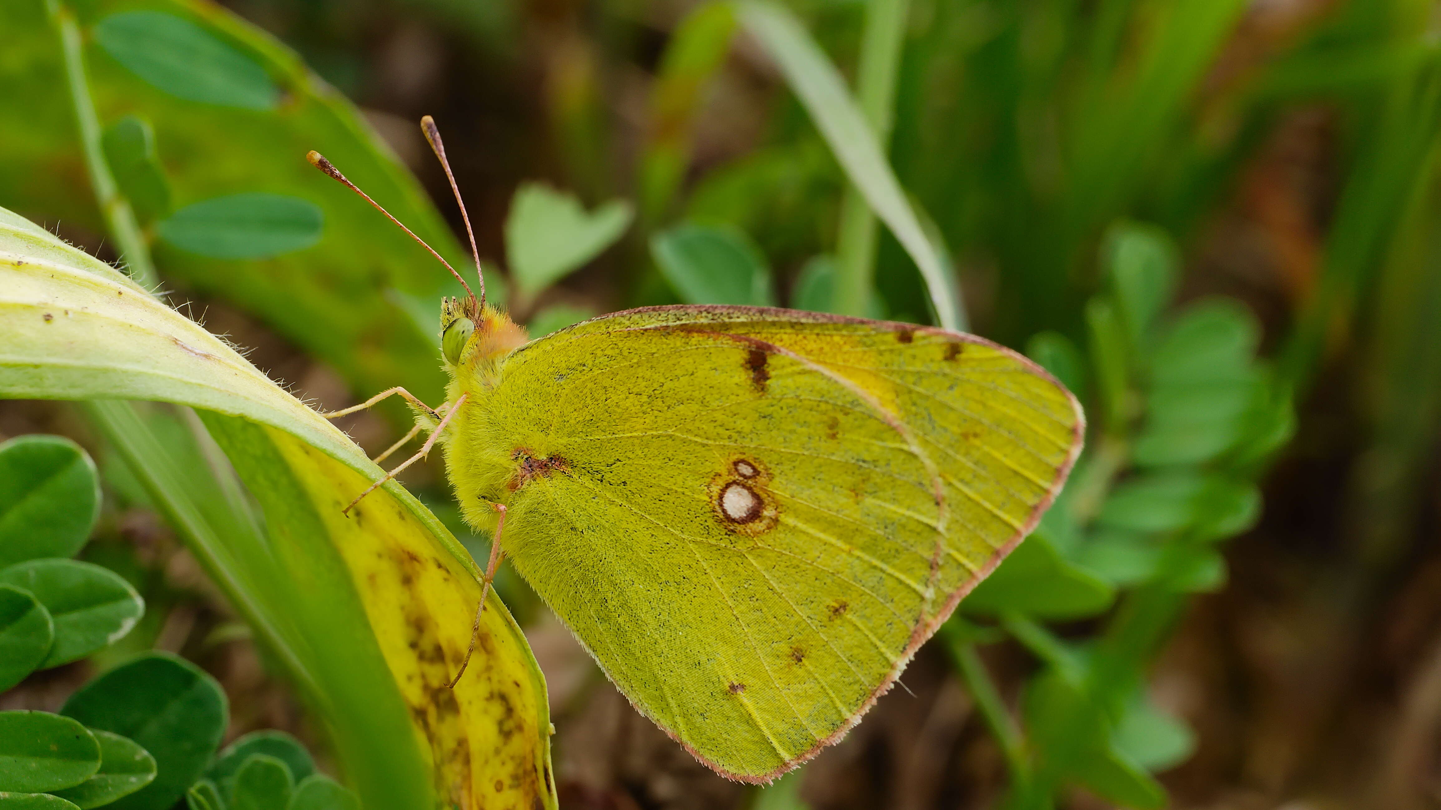 Image of clouded yellow