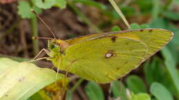 Image of clouded yellow