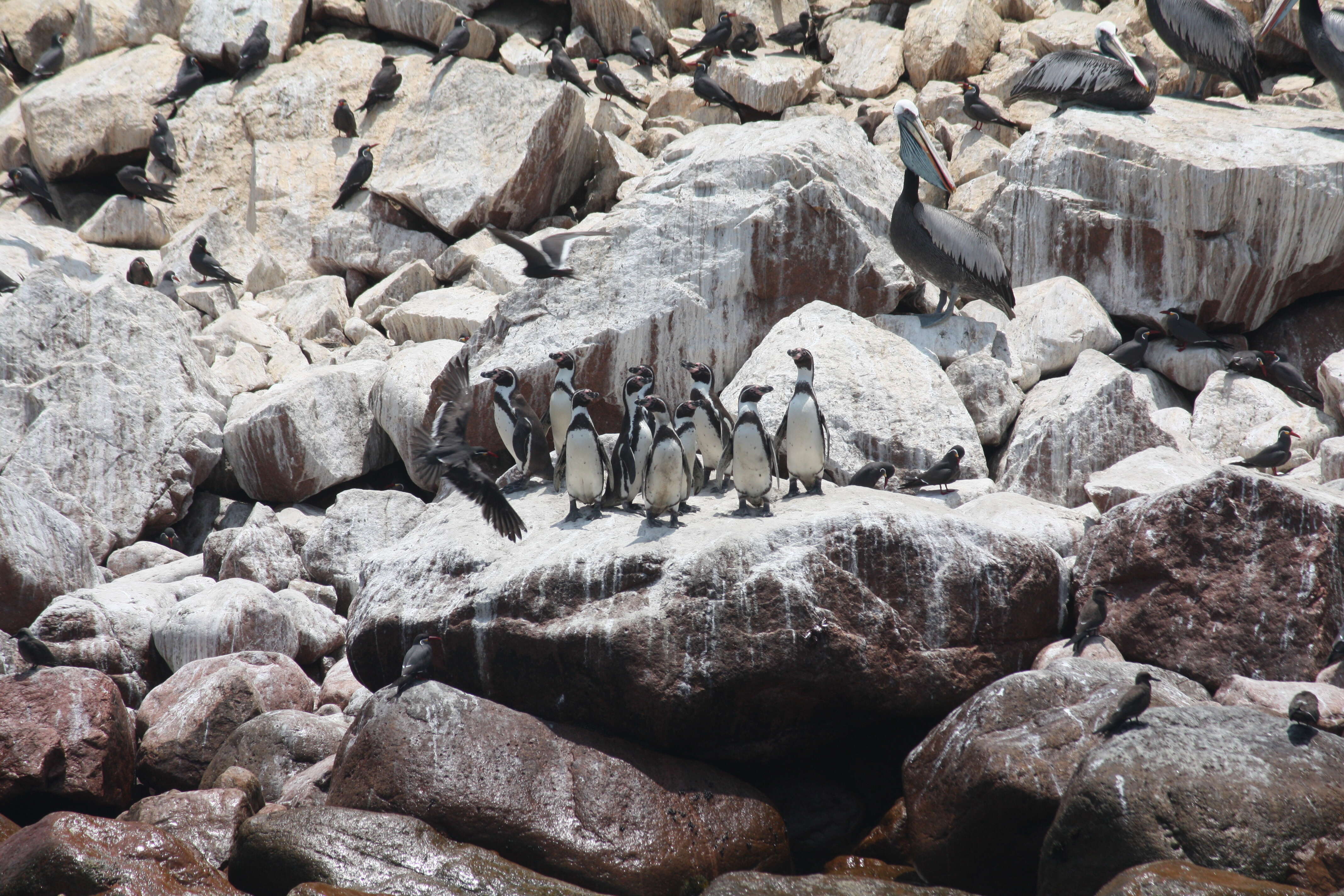 Image of Humboldt Penguin