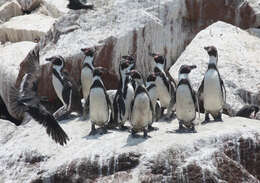 Image of Humboldt Penguin