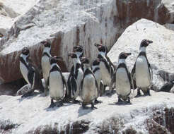 Image of Humboldt Penguin