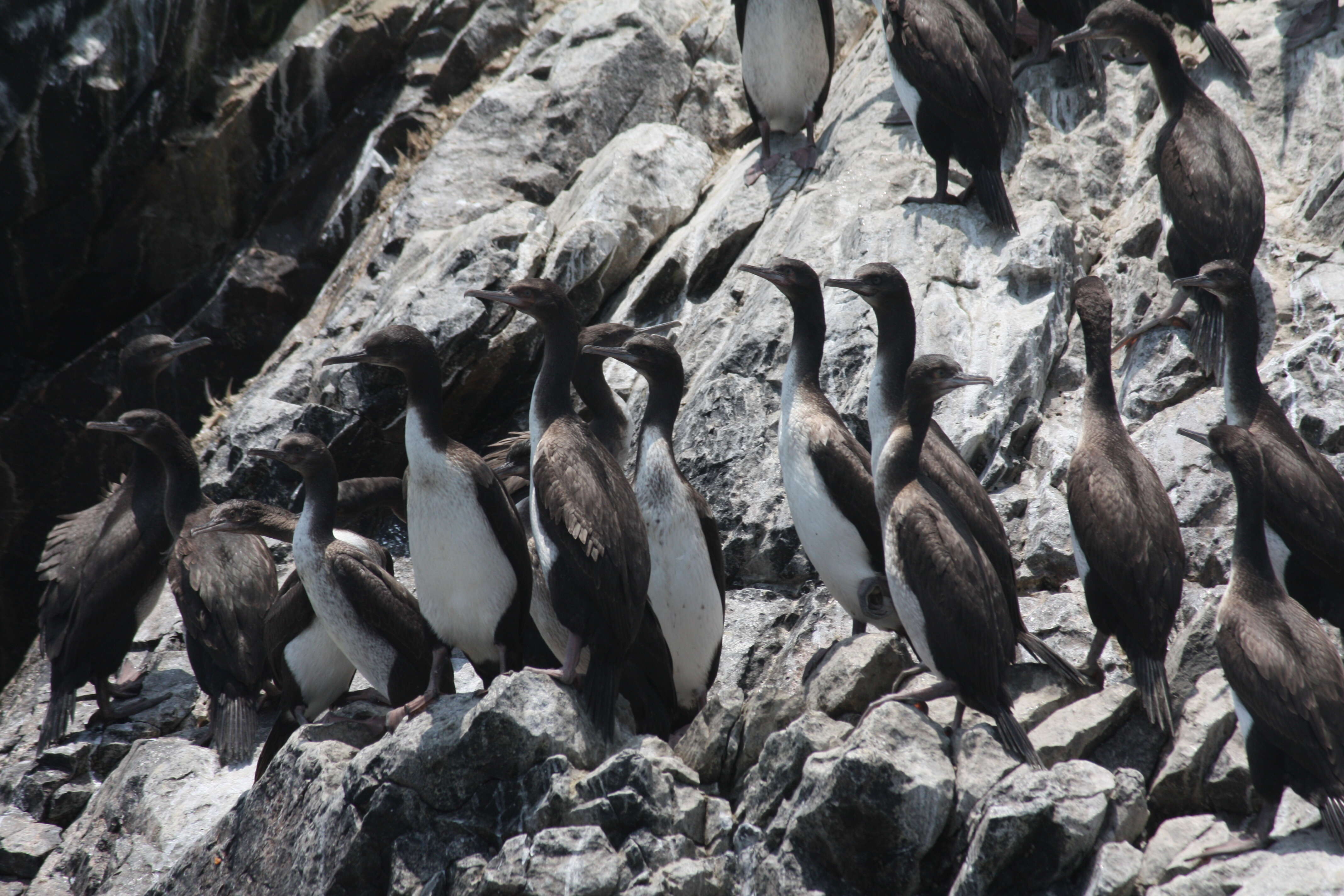 Image of Guanay Cormorant