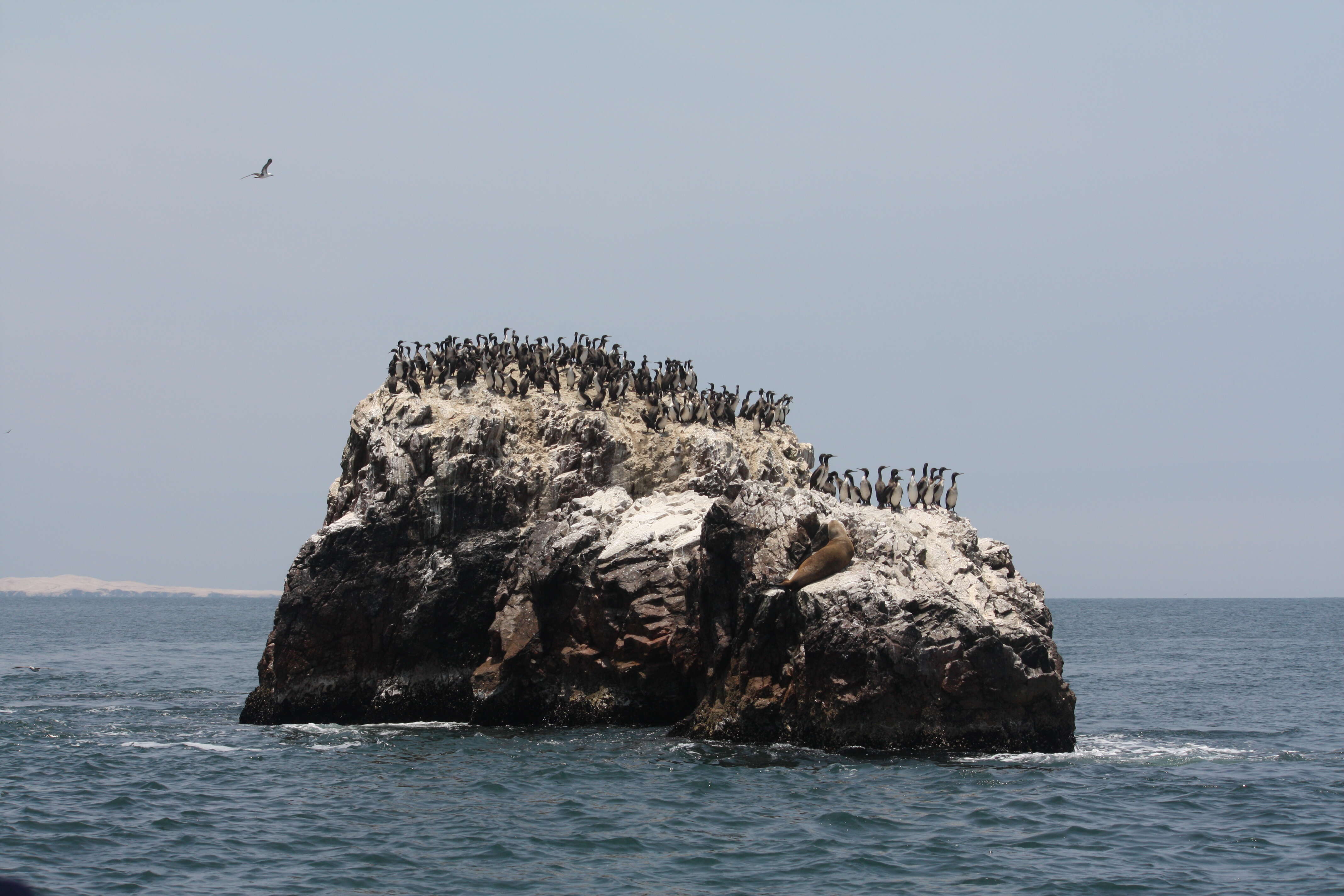 Image of Guanay Cormorant