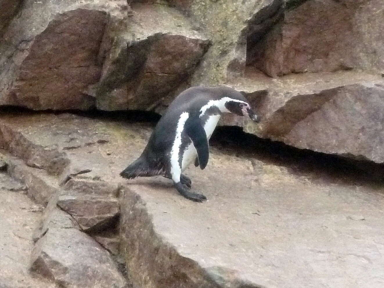 Image of Humboldt Penguin