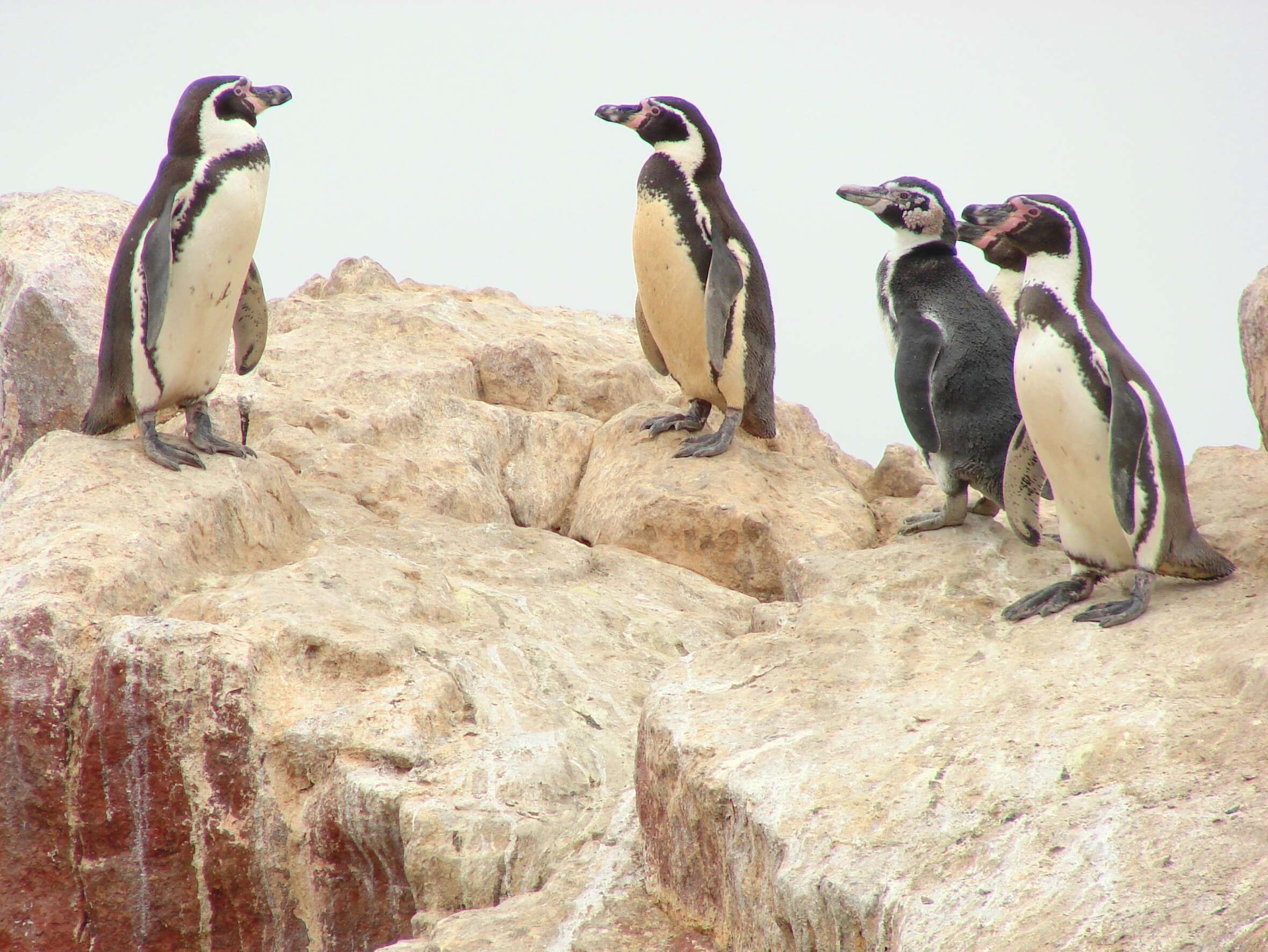 Image of Humboldt Penguin