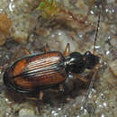 Image of Ground beetle