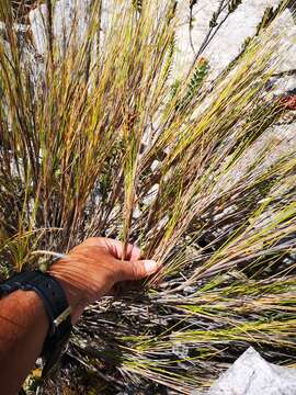 Imagem de Pentameris macrocalycina (Steud.) Schweick.