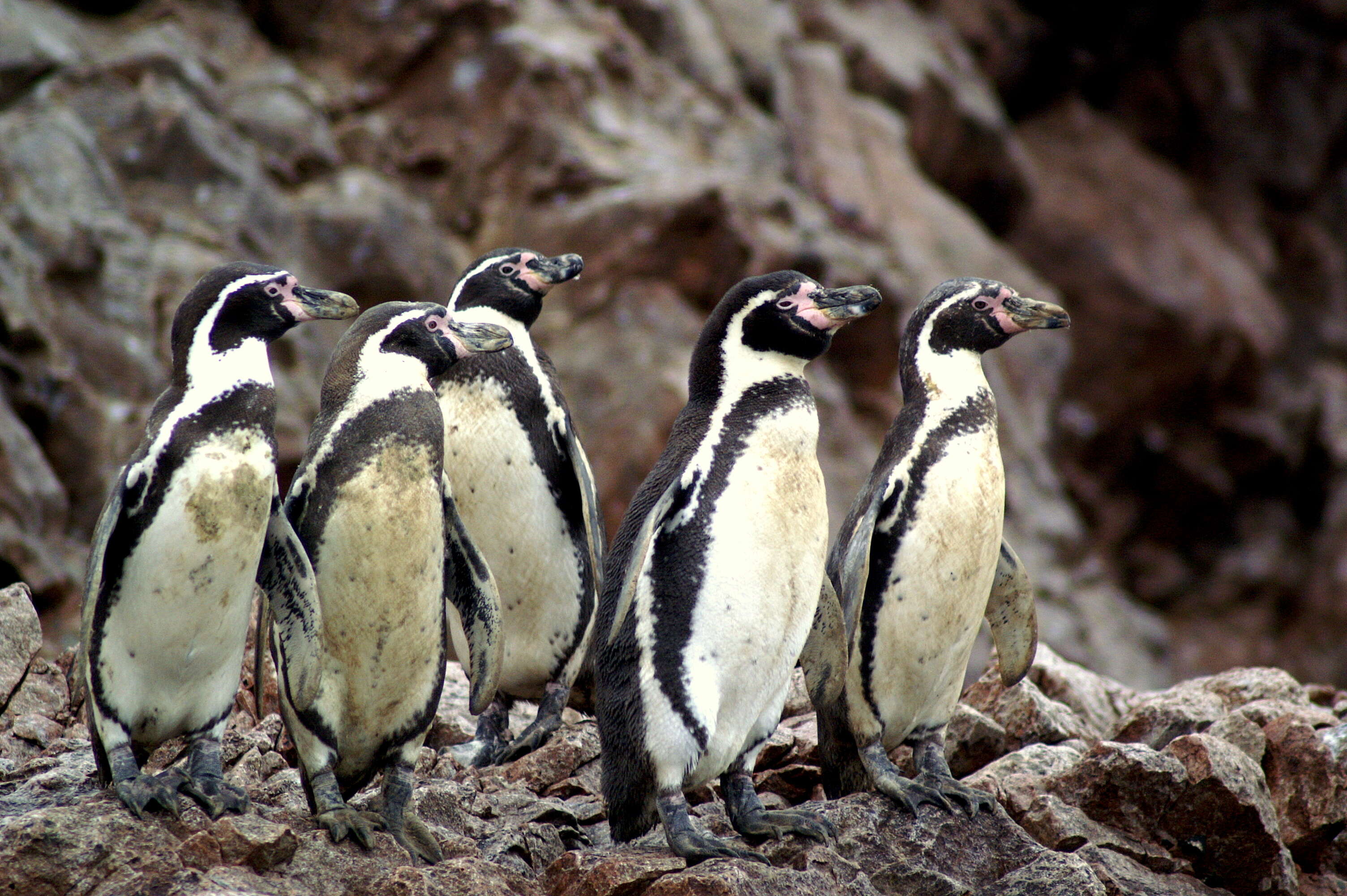 Image of Humboldt Penguin