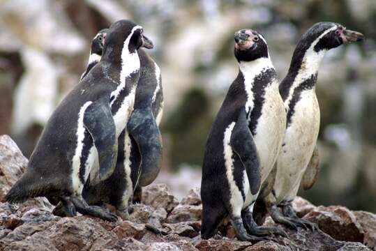 Image of Humboldt Penguin