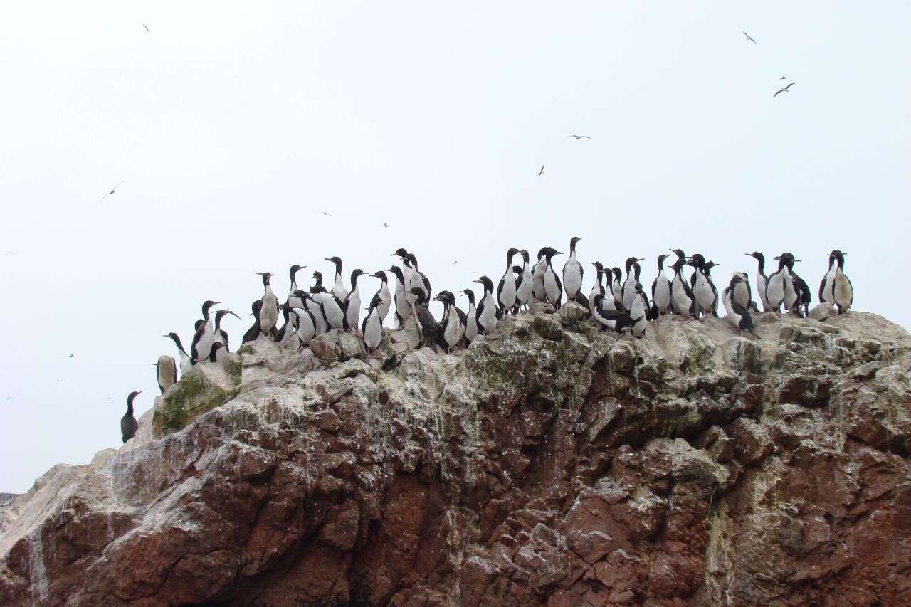 Image of Guanay Cormorant