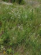 Image de Dalea multiflora (Nutt.) Shinners