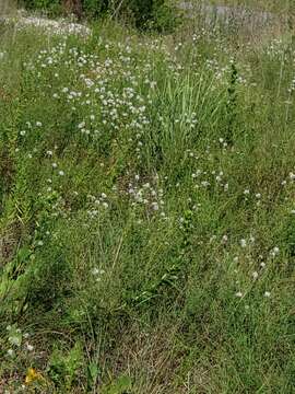 Image of roundhead prairie clover