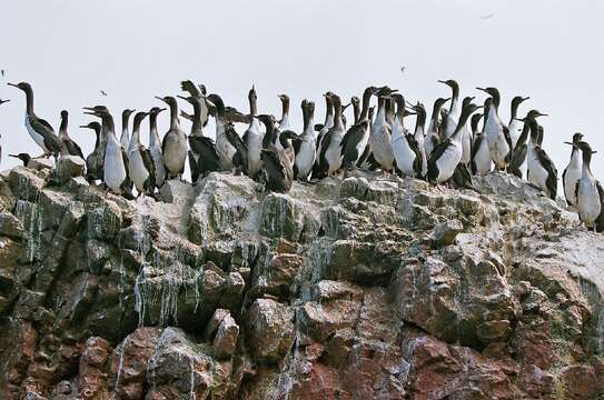 Image of Guanay Cormorant