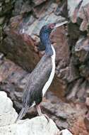 Image of Guanay Cormorant