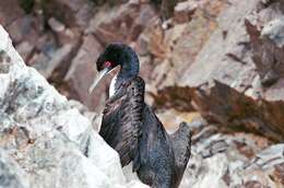 Image of Guanay Cormorant