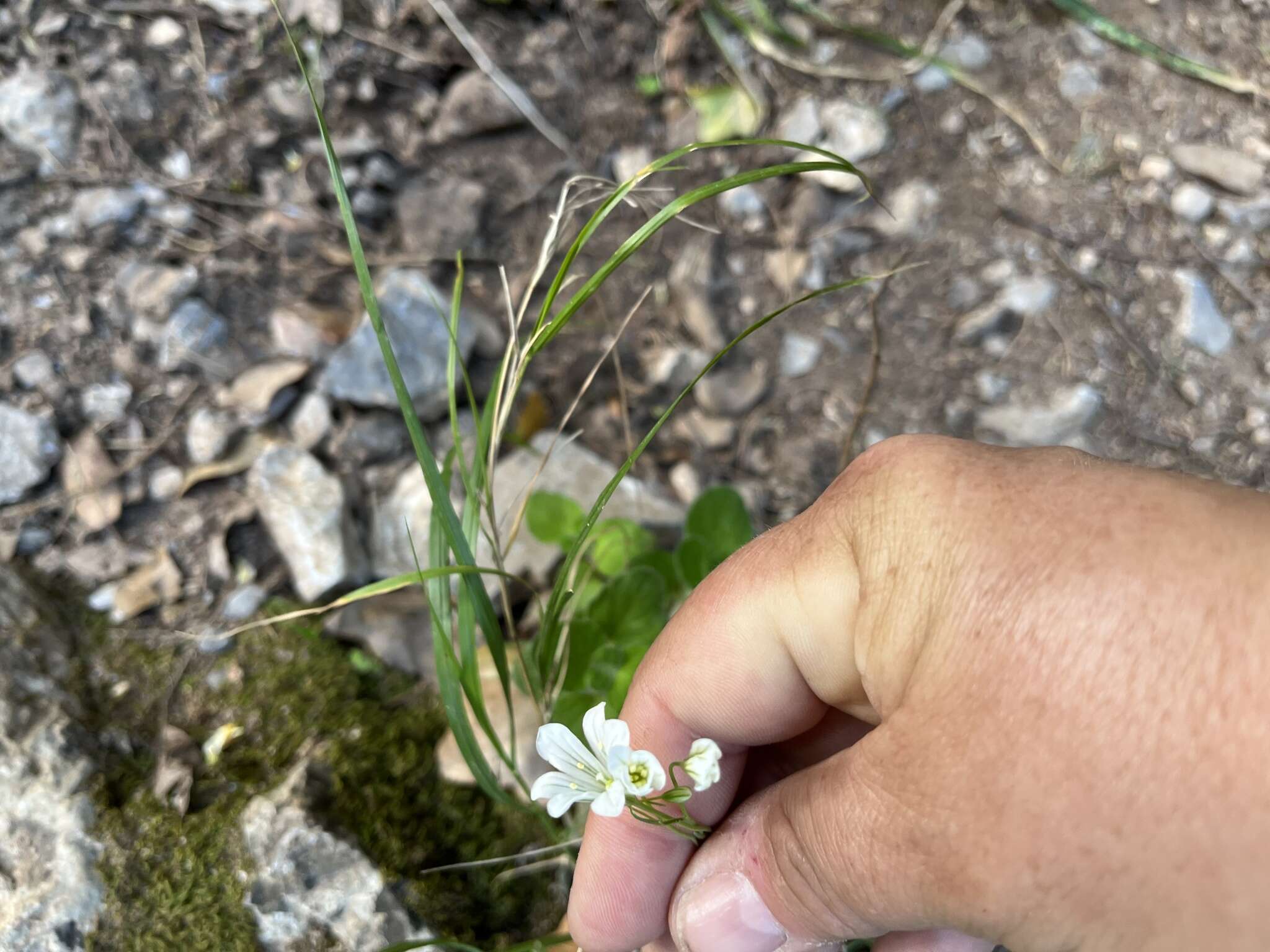 Sivun Gagea graeca (L.) Irmisch kuva