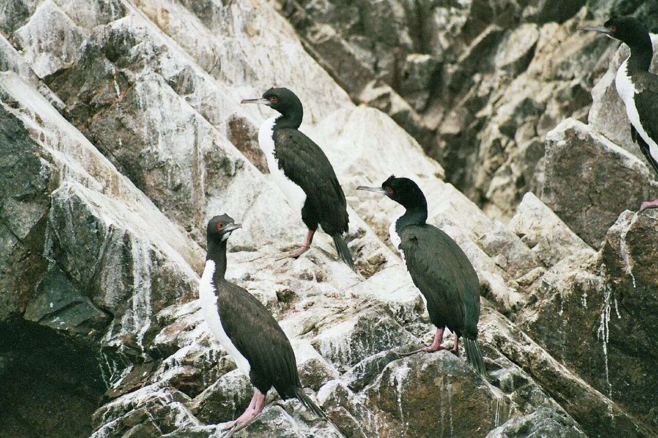 Image of Guanay Cormorant