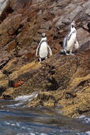 Image of Humboldt Penguin